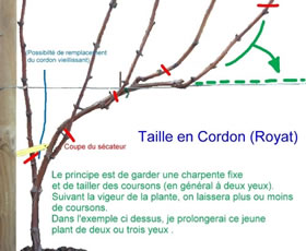 Taille Cordon Royat